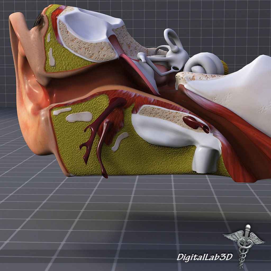 Human Ear Anatomy 3D Model – Realistic Medical Visualization, FBX, OBJ - View 3