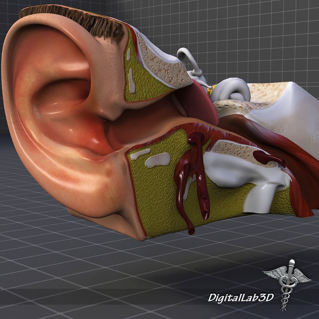 Human Ear Anatomy 3D Model – Realistic Medical Visualization, FBX, OBJ - View 4