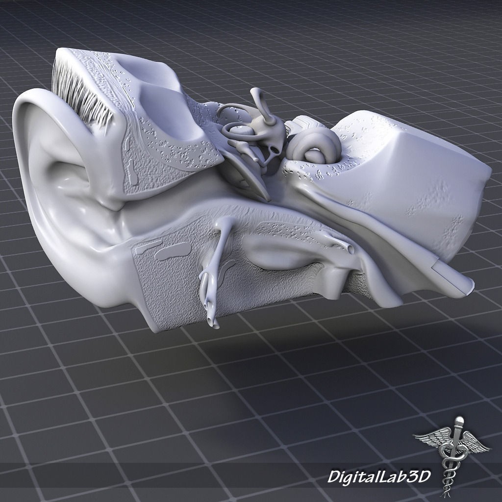 Human Ear Anatomy 3D Model – Realistic Medical Visualization, FBX, OBJ - View 5
