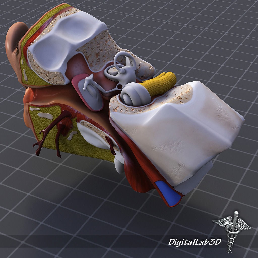 Human Ear Anatomy 3D Model – Realistic Medical Visualization, FBX, OBJ - View 6