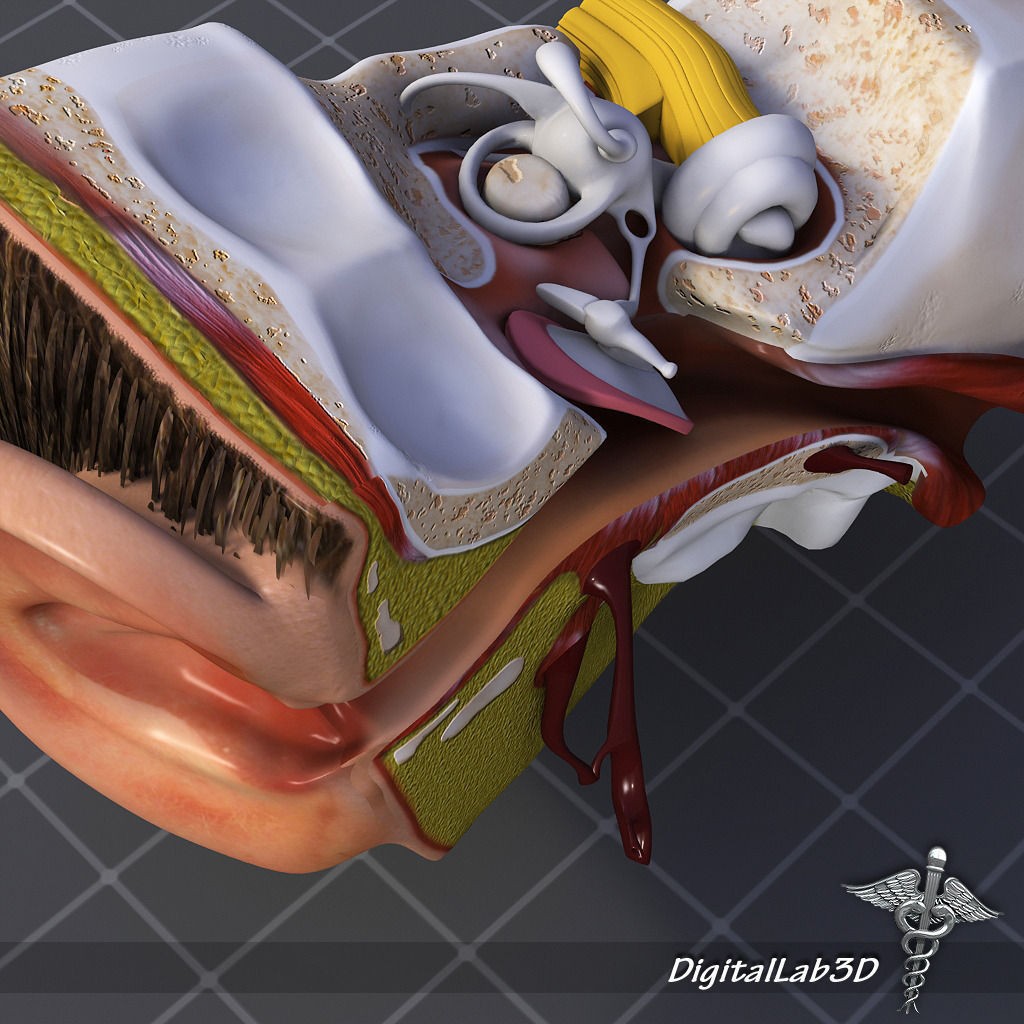Human Ear Anatomy 3D Model – Realistic Medical Visualization, FBX, OBJ - View 7