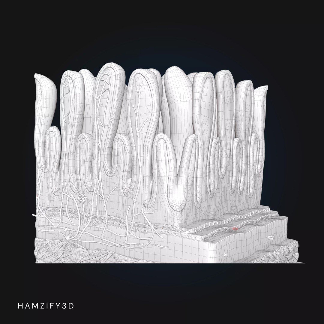 3D Human Stomach Wall Layers 3D Model – Detailed Microscopic Anatomy, FBX