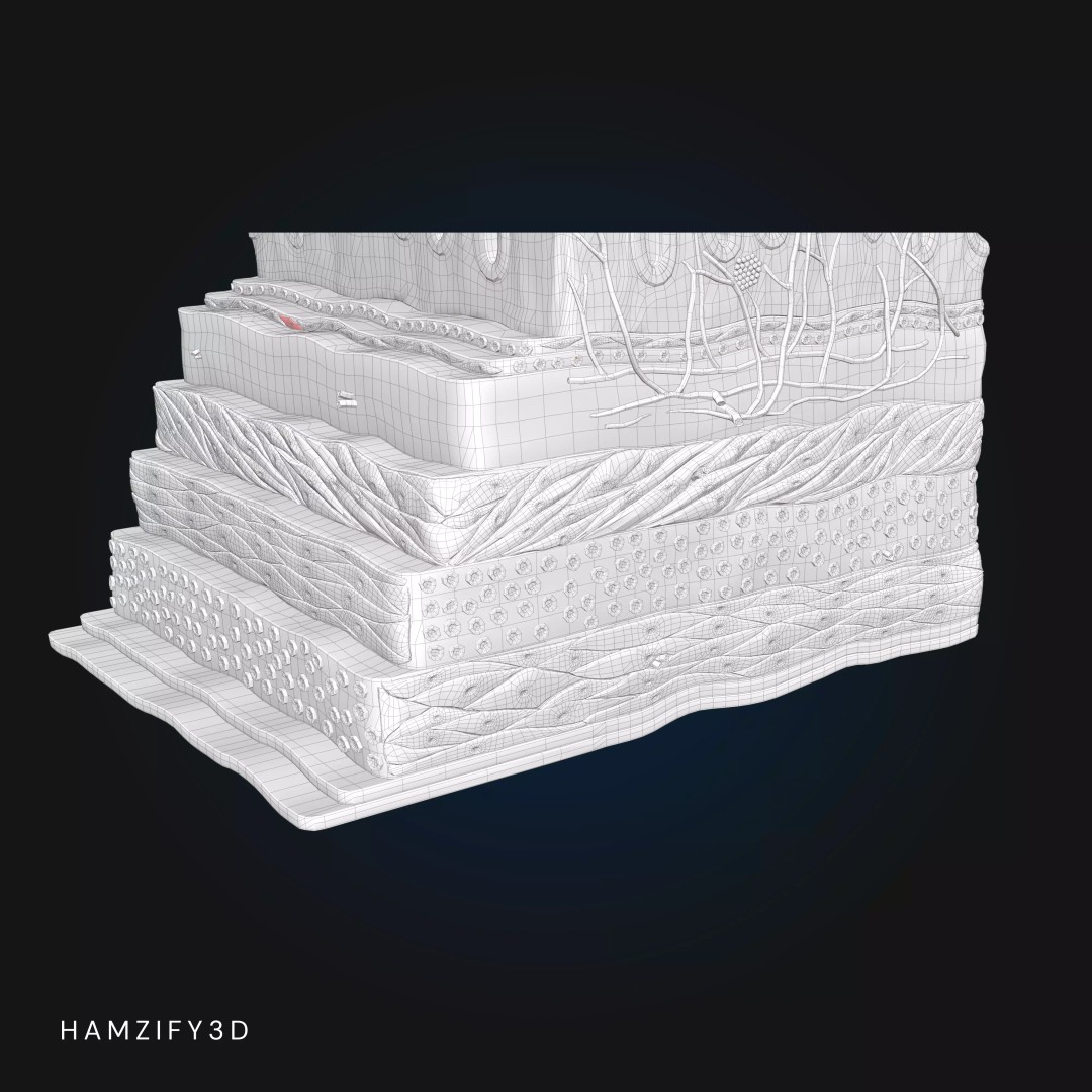 3D Human Stomach Wall Layers 3D Model – Detailed Microscopic Anatomy, FBX - View 11