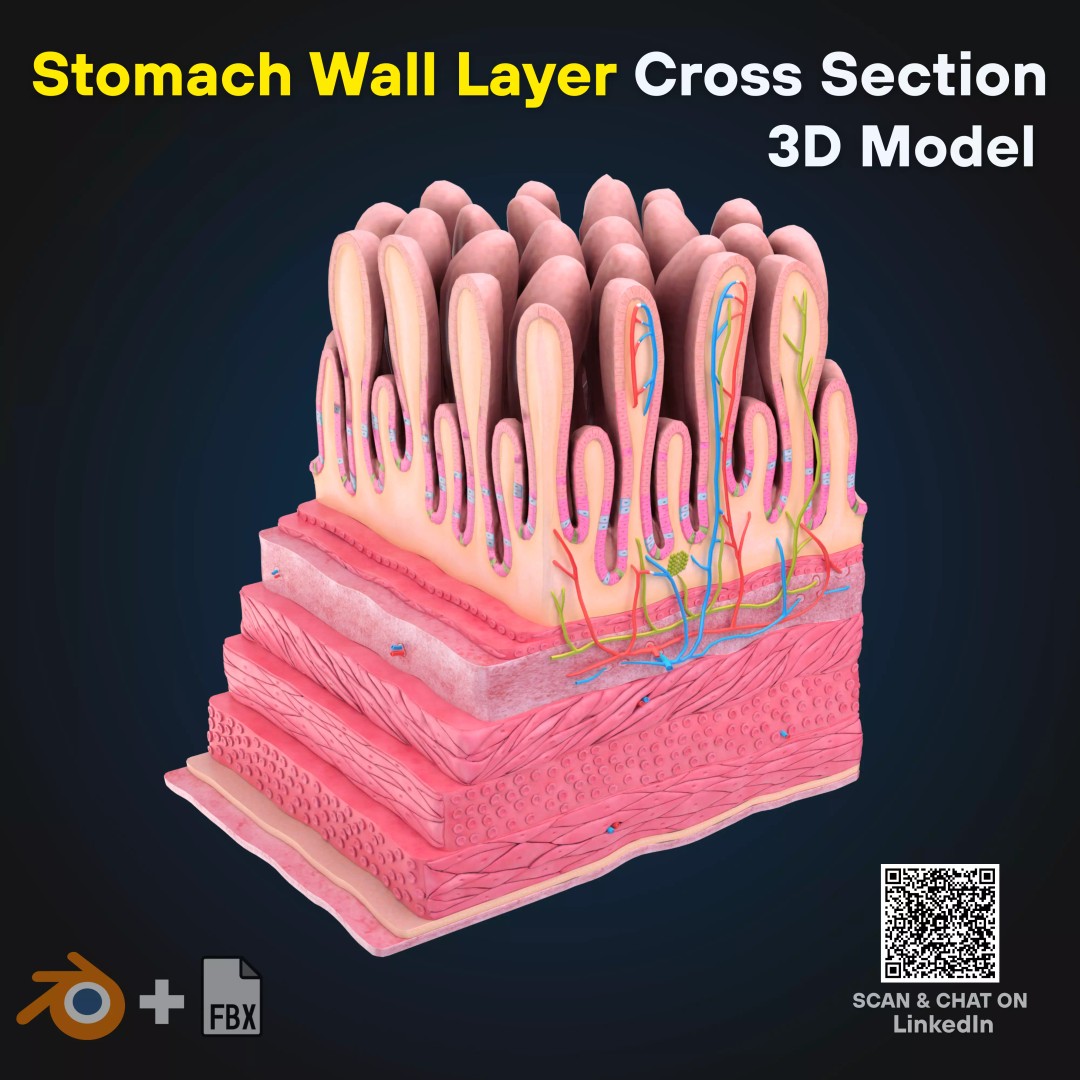 3D Human Stomach Wall Layers 3D Model – Detailed Microscopic Anatomy, FBX - View 2