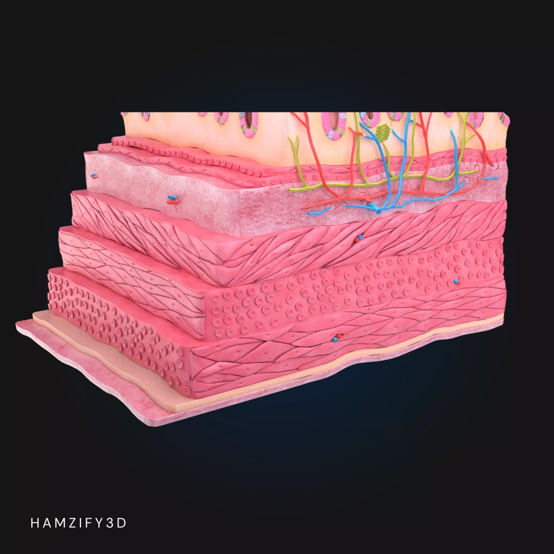 3D Human Stomach Wall Layers 3D Model – Detailed Microscopic Anatomy, FBX - View 3