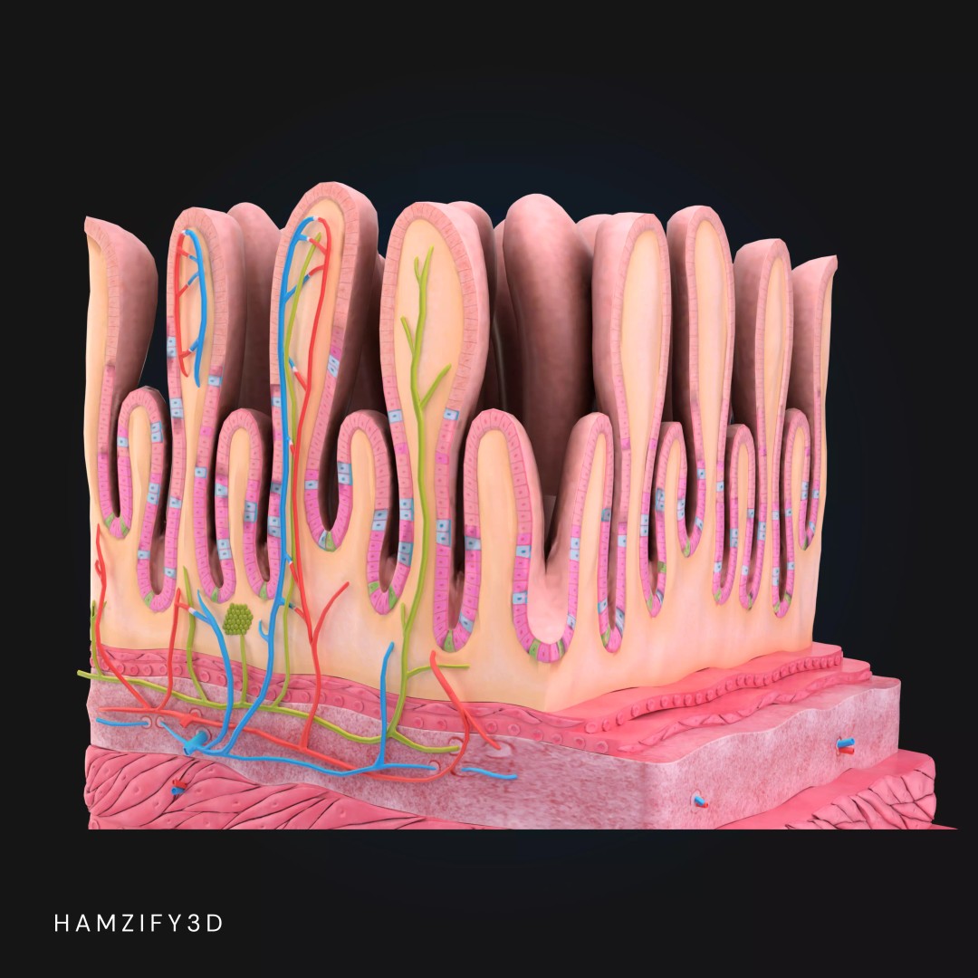 3D Human Stomach Wall Layers 3D Model – Detailed Microscopic Anatomy, FBX - View 4