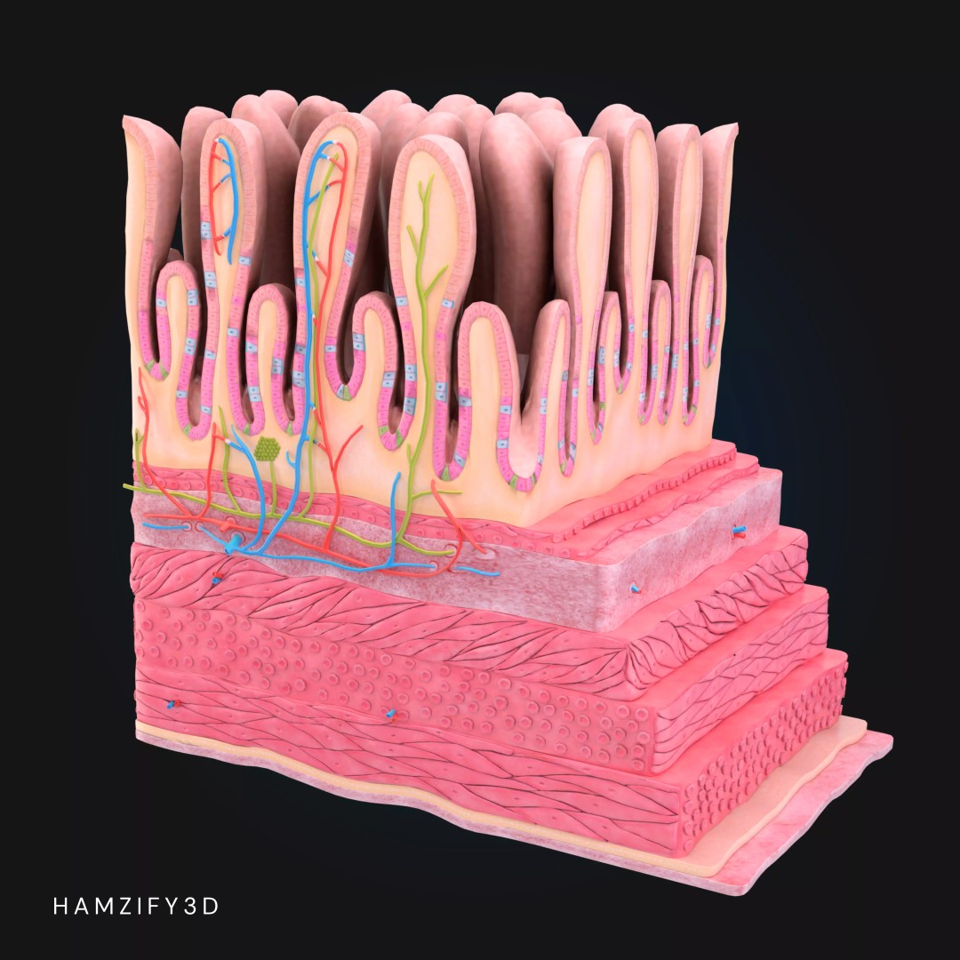 3D Human Stomach Wall Layers 3D Model – Detailed Microscopic Anatomy, FBX - View 5