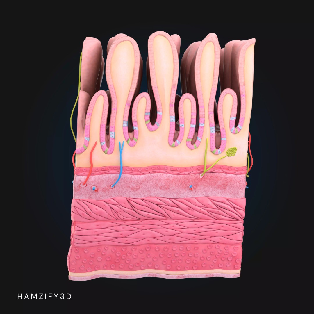 3D Human Stomach Wall Layers 3D Model – Detailed Microscopic Anatomy, FBX - View 6