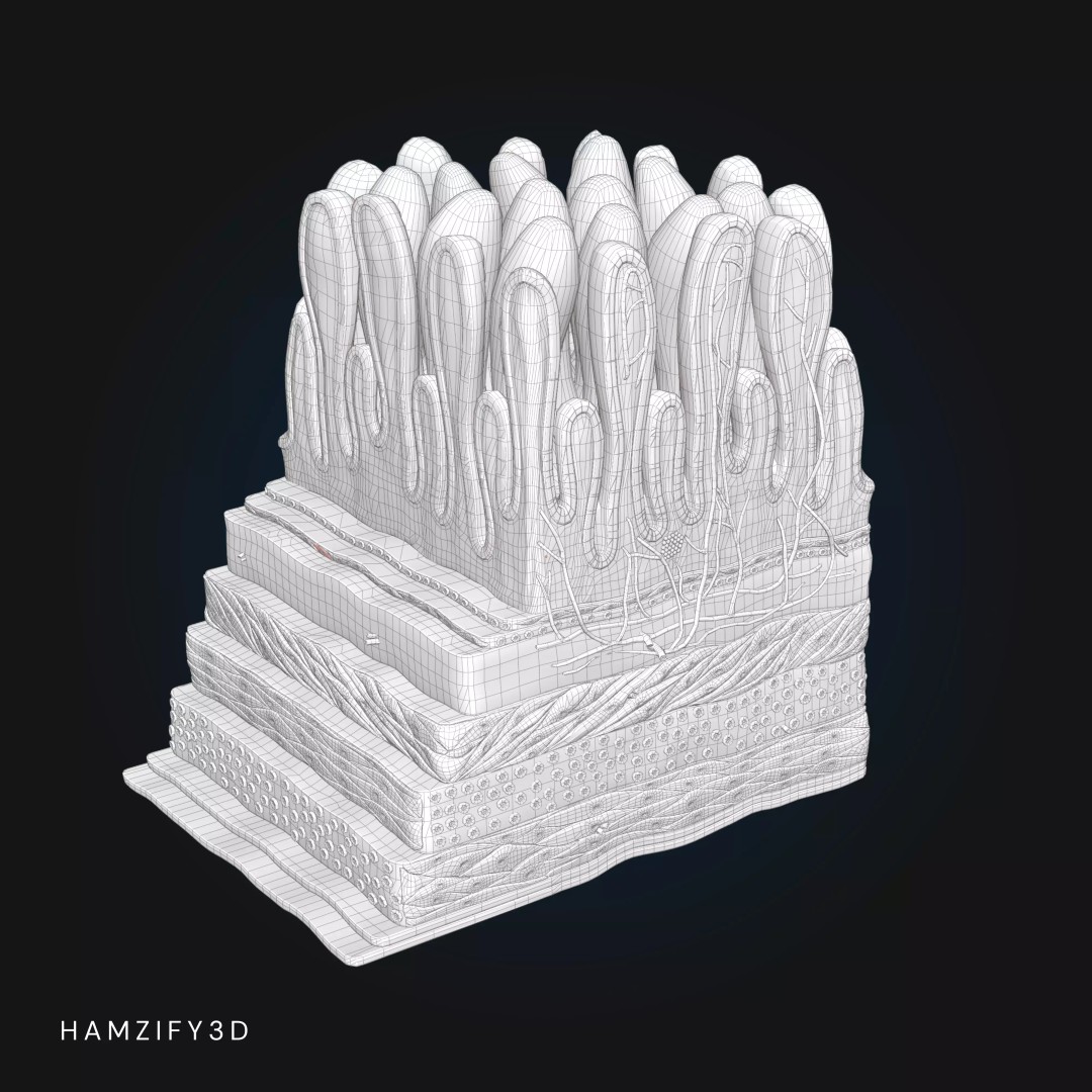 3D Human Stomach Wall Layers 3D Model – Detailed Microscopic Anatomy, FBX - View 7