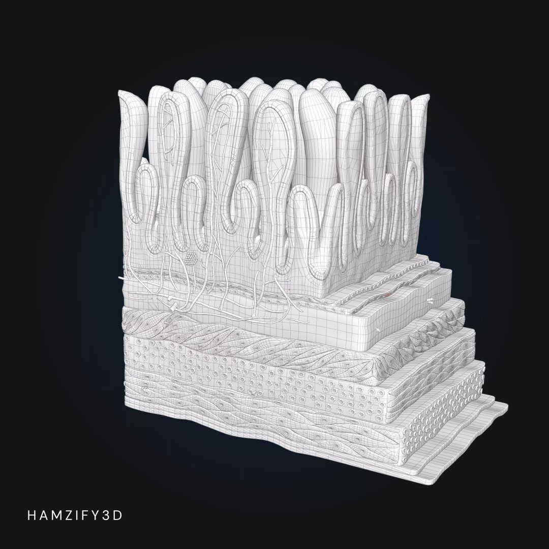 3D Human Stomach Wall Layers 3D Model – Detailed Microscopic Anatomy, FBX - View 8