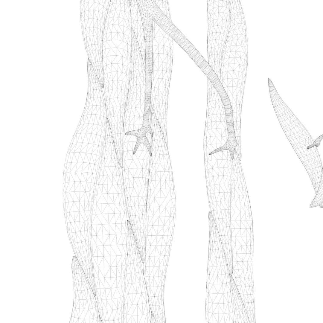 Smooth Muscle Anatomy 3D Model – High Poly Educational Asset, FBX - View 13
