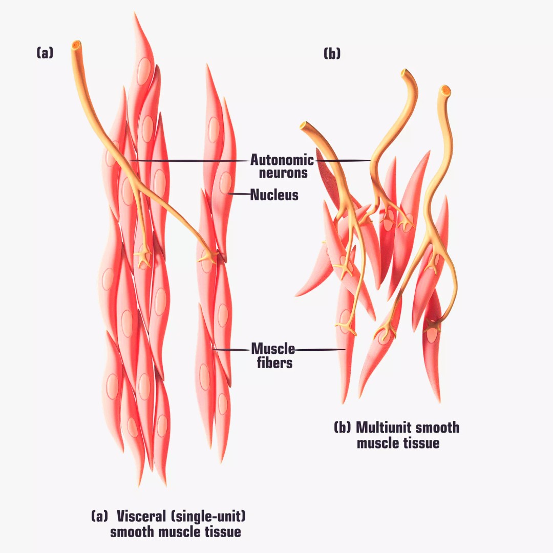 Smooth Muscle Anatomy 3D Model – High Poly Educational Asset, FBX - View 2