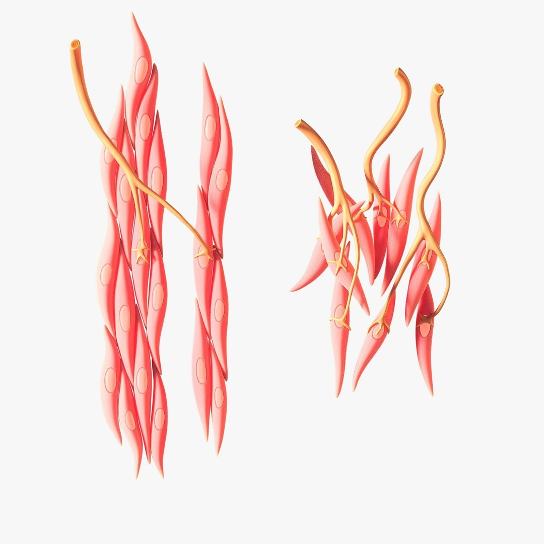 Smooth Muscle Anatomy 3D Model – High Poly Educational Asset, FBX - View 3