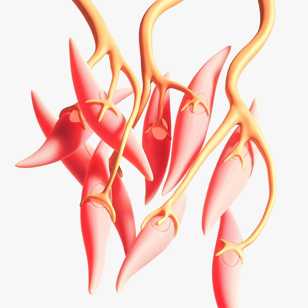 Smooth Muscle Anatomy 3D Model – High Poly Educational Asset, FBX - View 4