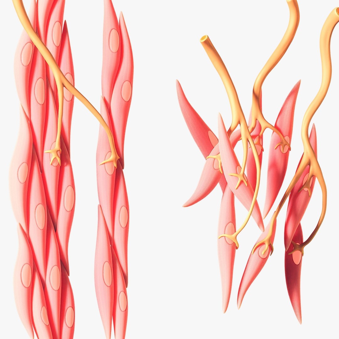 Smooth Muscle Anatomy 3D Model – High Poly Educational Asset, FBX - View 5