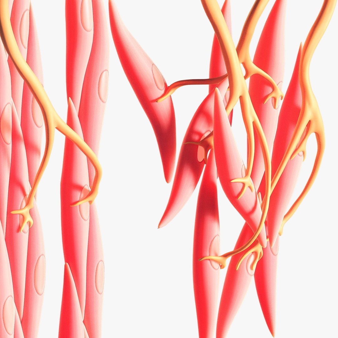 Smooth Muscle Anatomy 3D Model – High Poly Educational Asset, FBX - View 6
