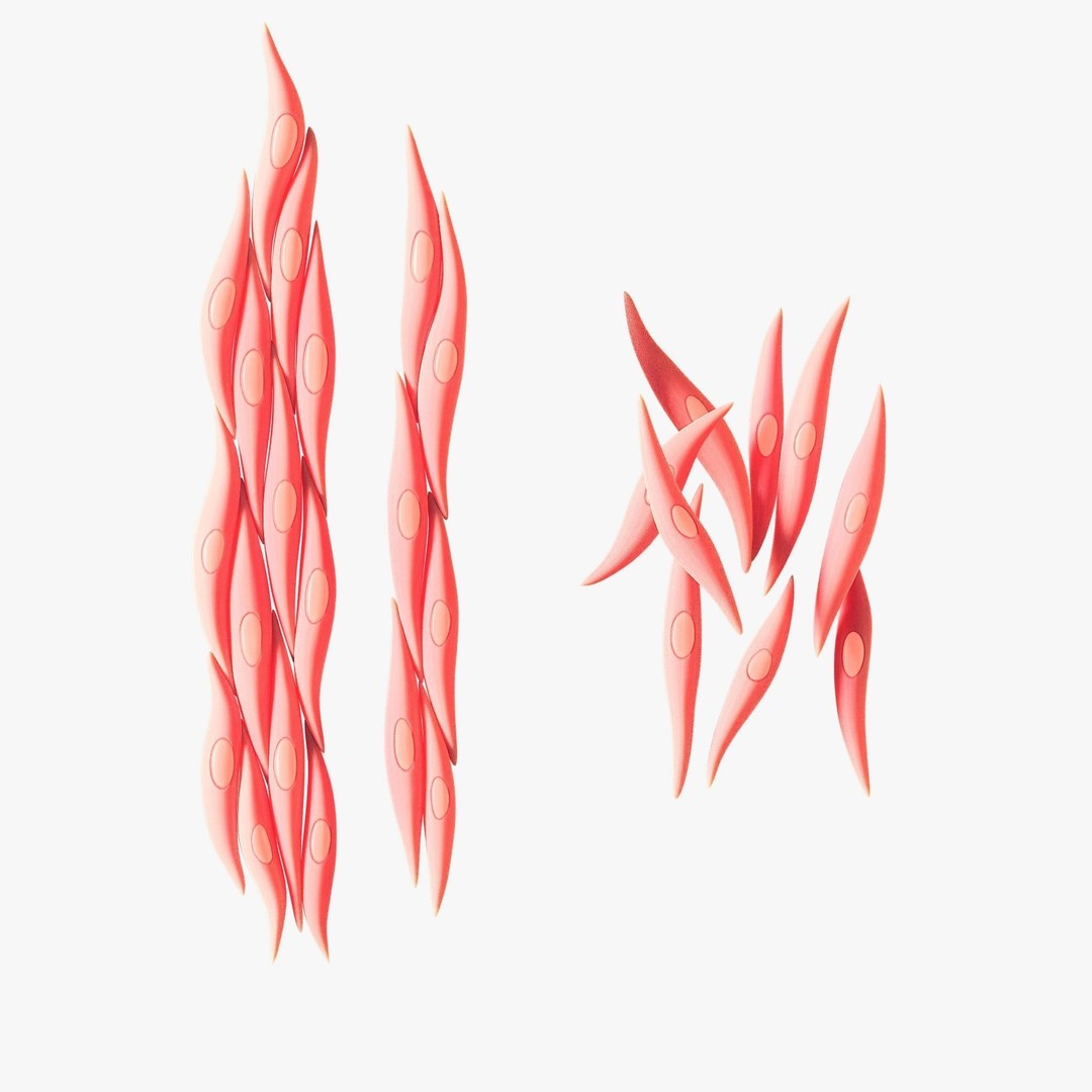 Smooth Muscle Anatomy 3D Model – High Poly Educational Asset, FBX - View 7
