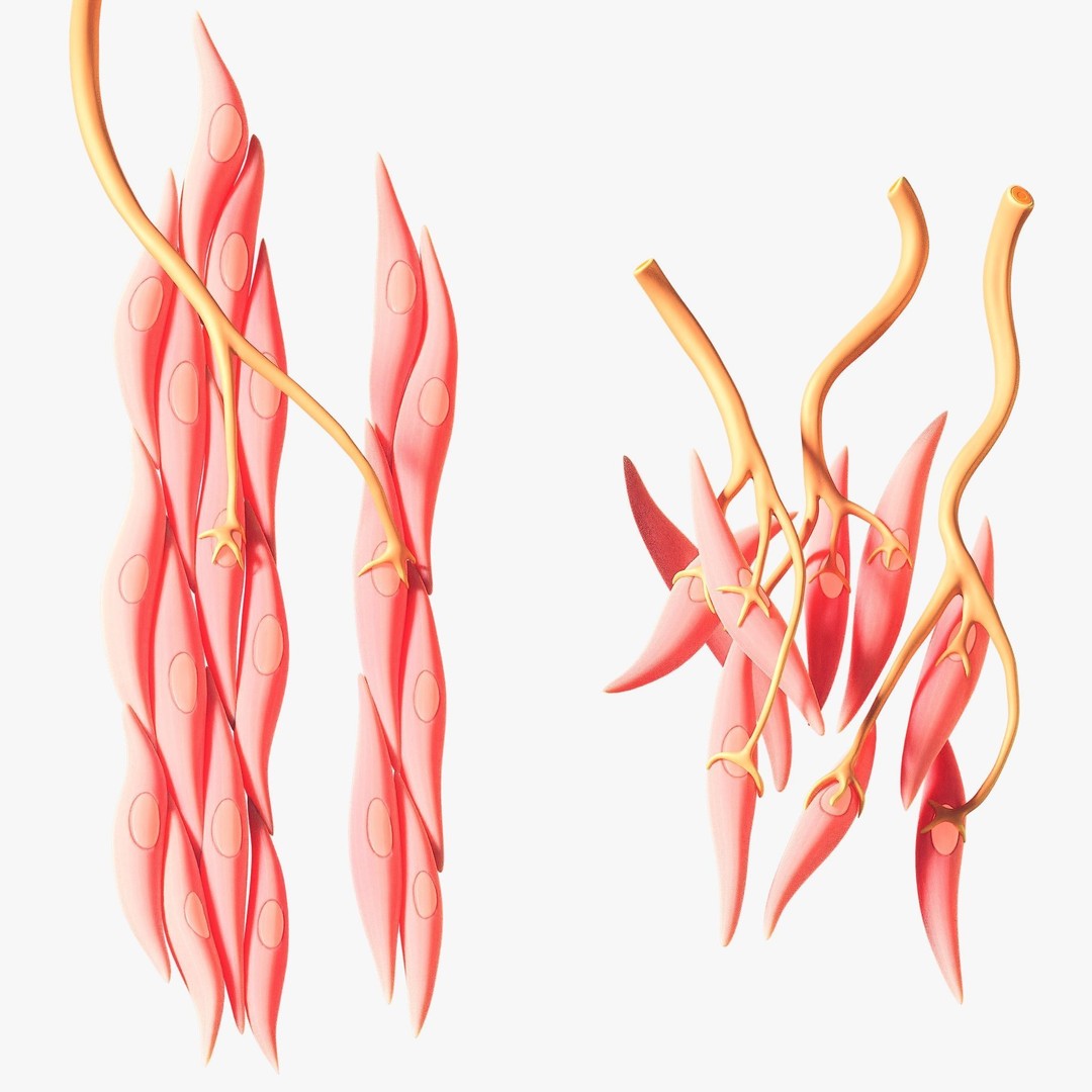 Smooth Muscle Anatomy 3D Model – High Poly Educational Asset, FBX - View 8