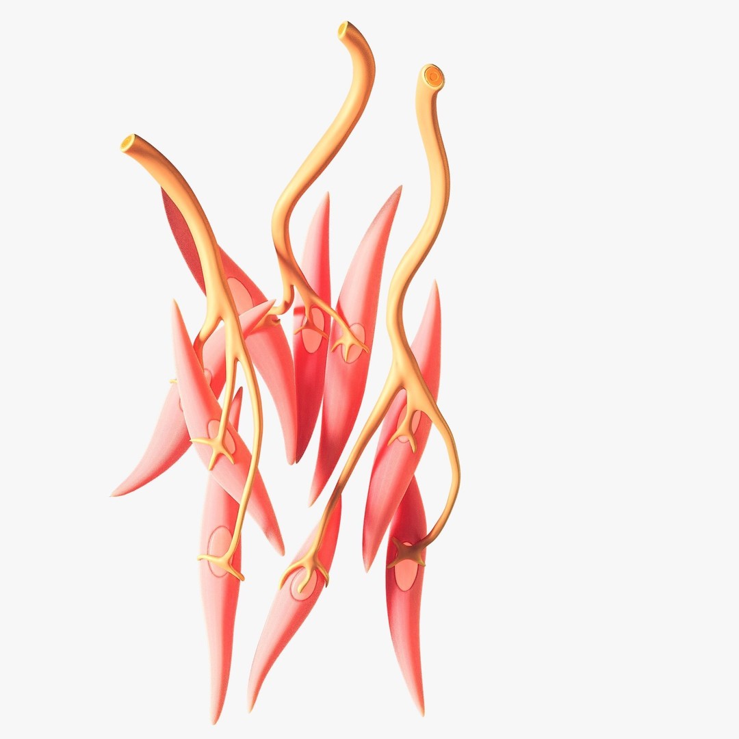 Smooth Muscle Anatomy 3D Model – High Poly Educational Asset, FBX - View 9