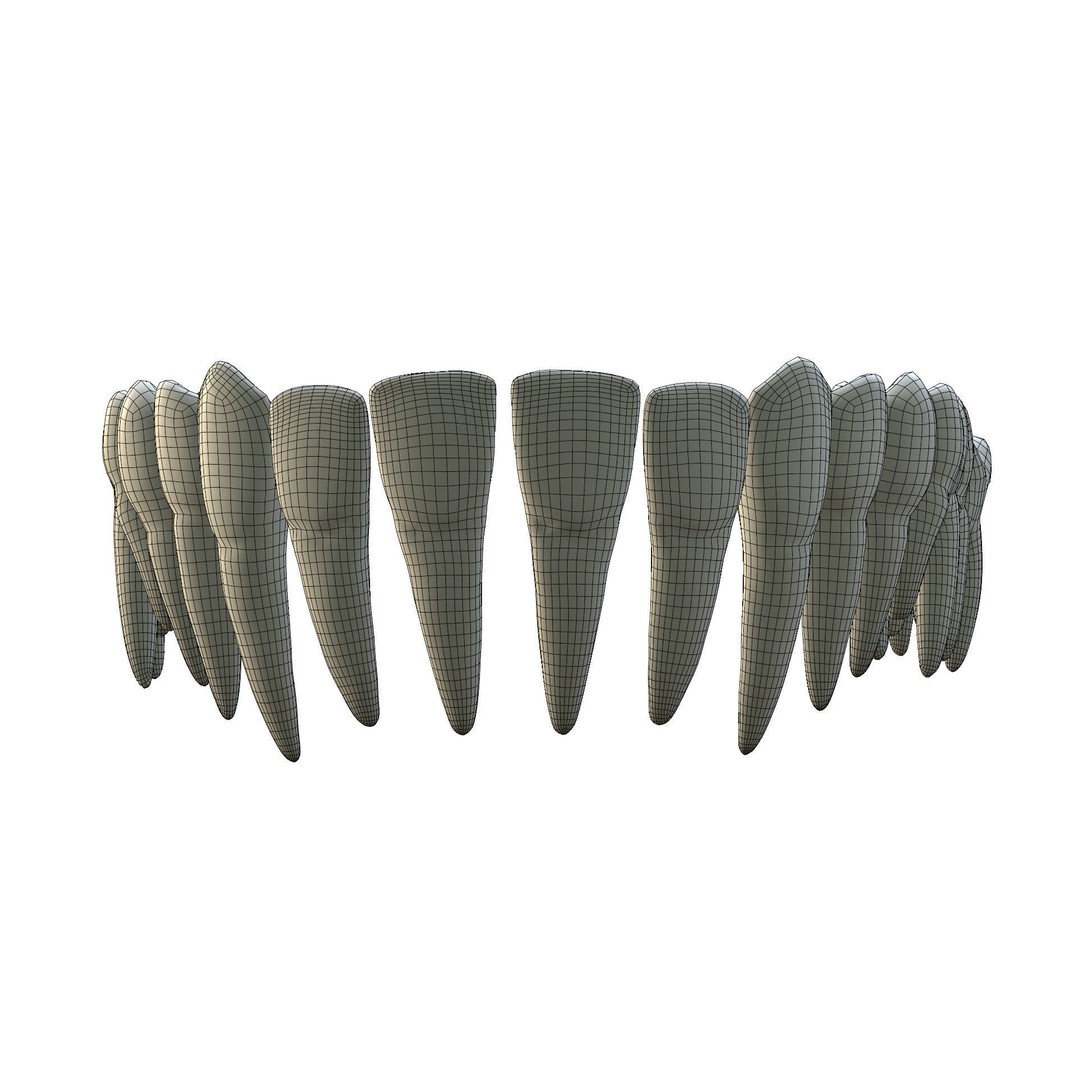 Human Teeth 3D Model – High Poly Realistic Collection, FBX, OBJ, Blender