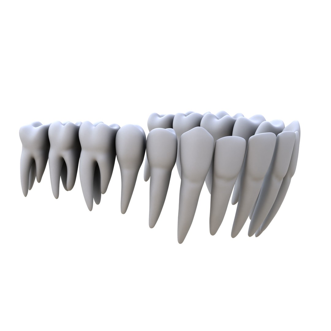 Human Teeth 3D Model – High Poly Realistic Collection, FBX, OBJ, Blender - View 10