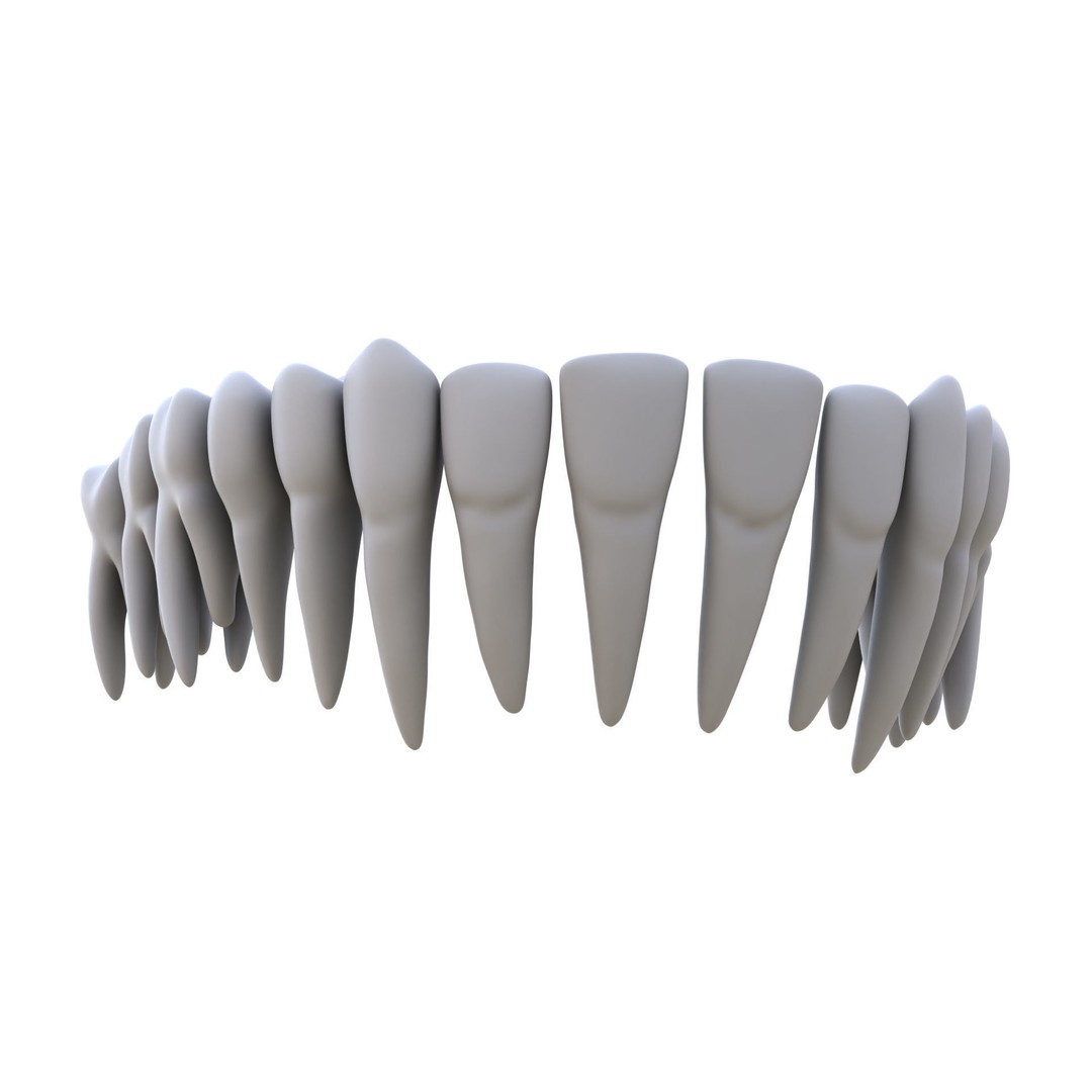 Human Teeth 3D Model – High Poly Realistic Collection, FBX, OBJ, Blender - View 11