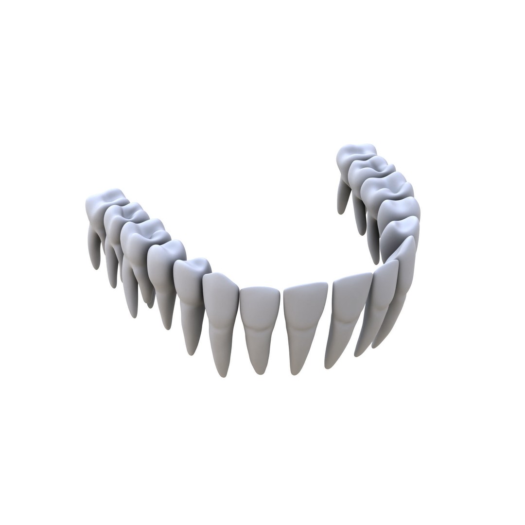 Human Teeth 3D Model – High Poly Realistic Collection, FBX, OBJ, Blender - View 12
