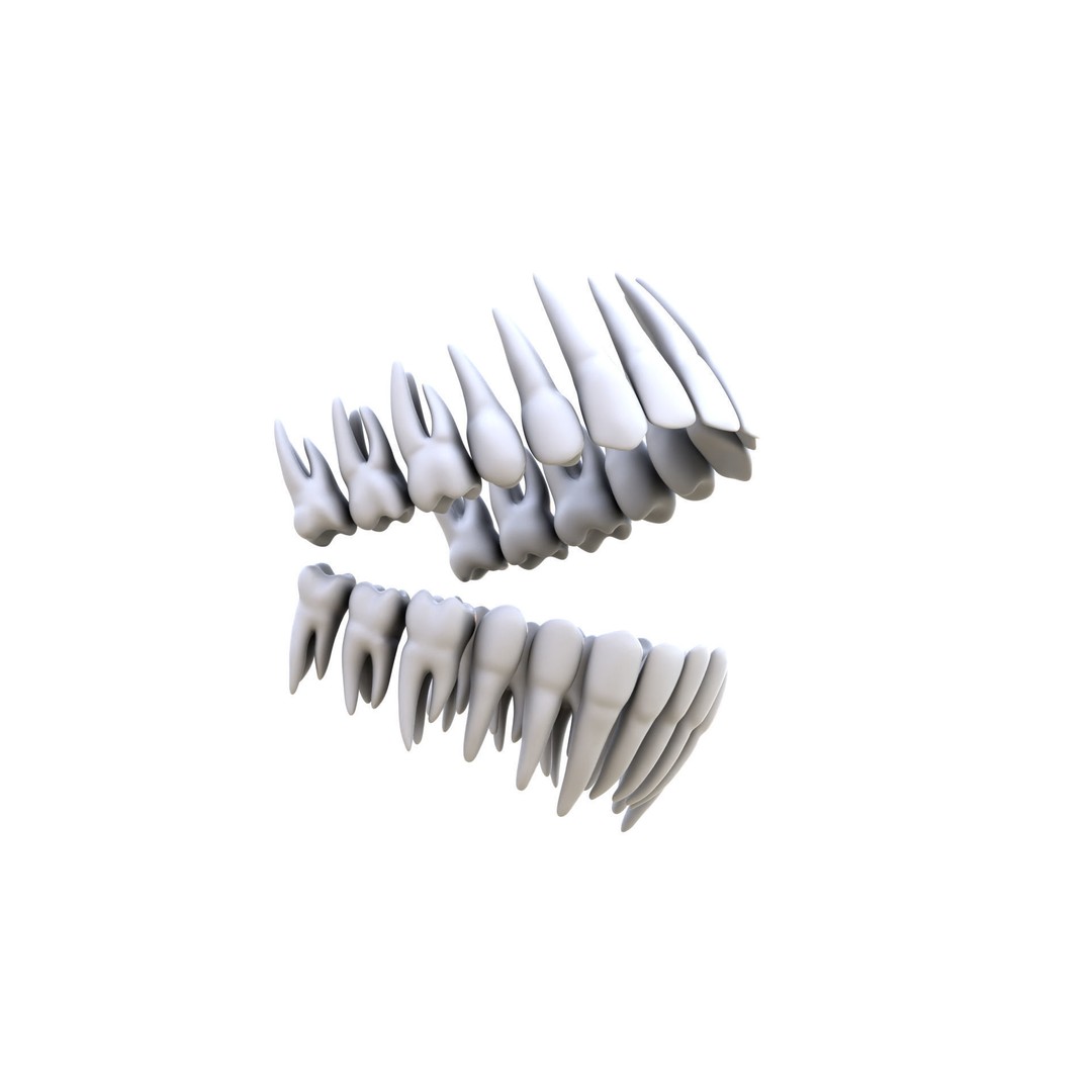 Human Teeth 3D Model – High Poly Realistic Collection, FBX, OBJ, Blender - View 13