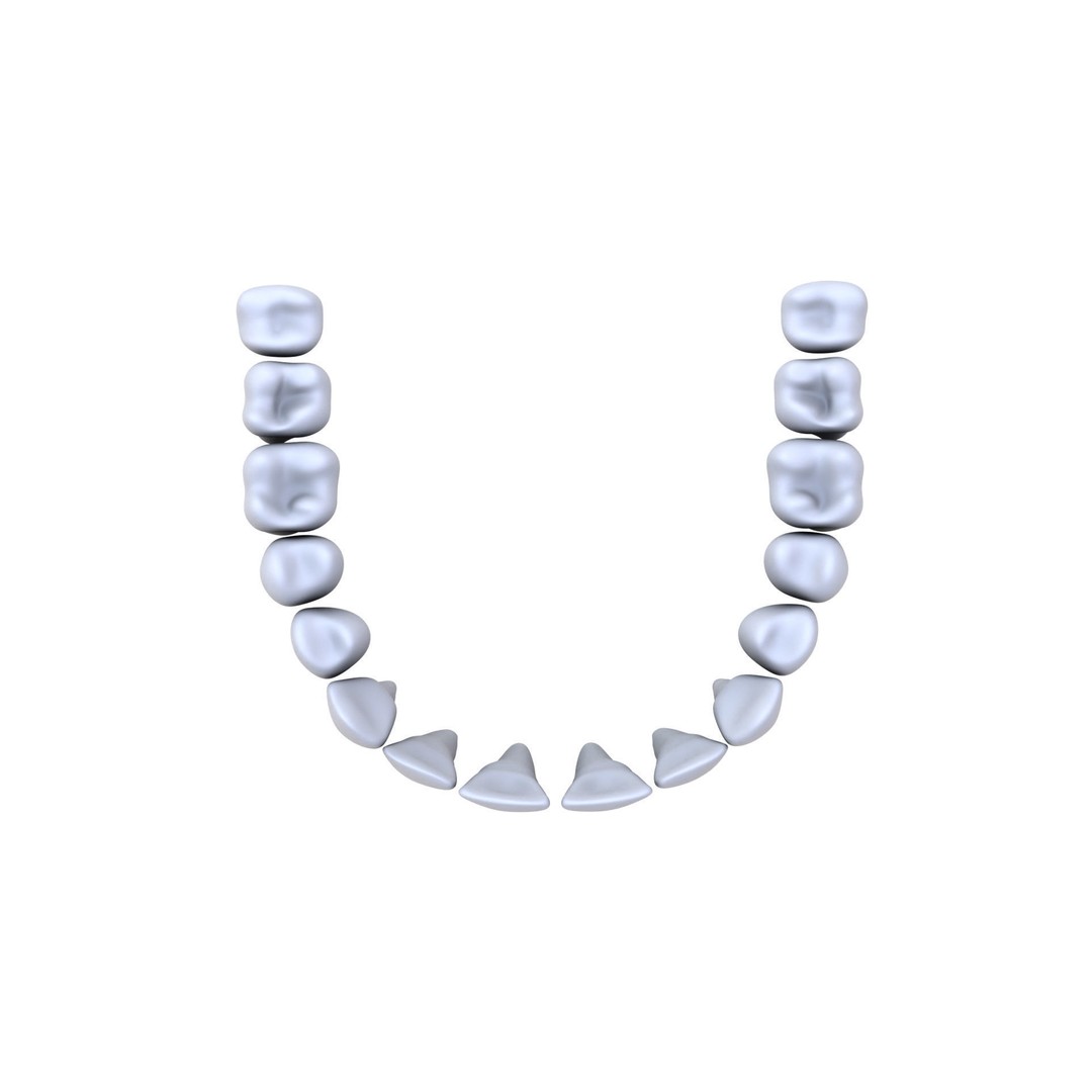Human Teeth 3D Model – High Poly Realistic Collection, FBX, OBJ, Blender - View 14