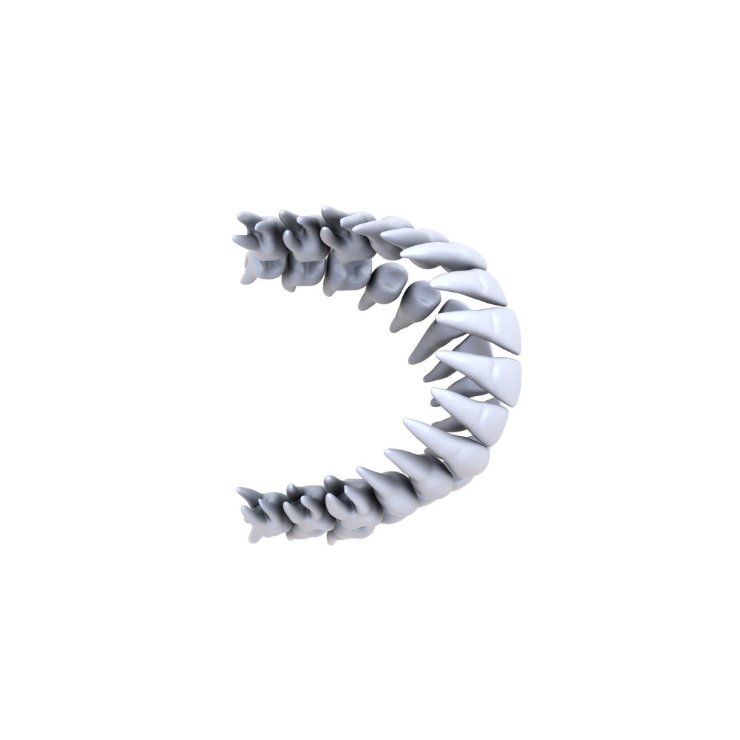 Human Teeth 3D Model – High Poly Realistic Collection, FBX, OBJ, Blender - View 16