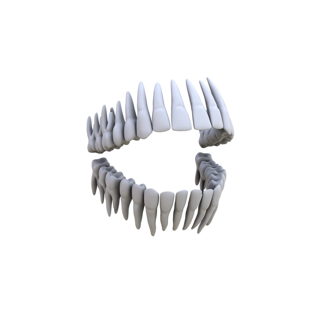 Human Teeth 3D Model – High Poly Realistic Collection, FBX, OBJ, Blender - View 17