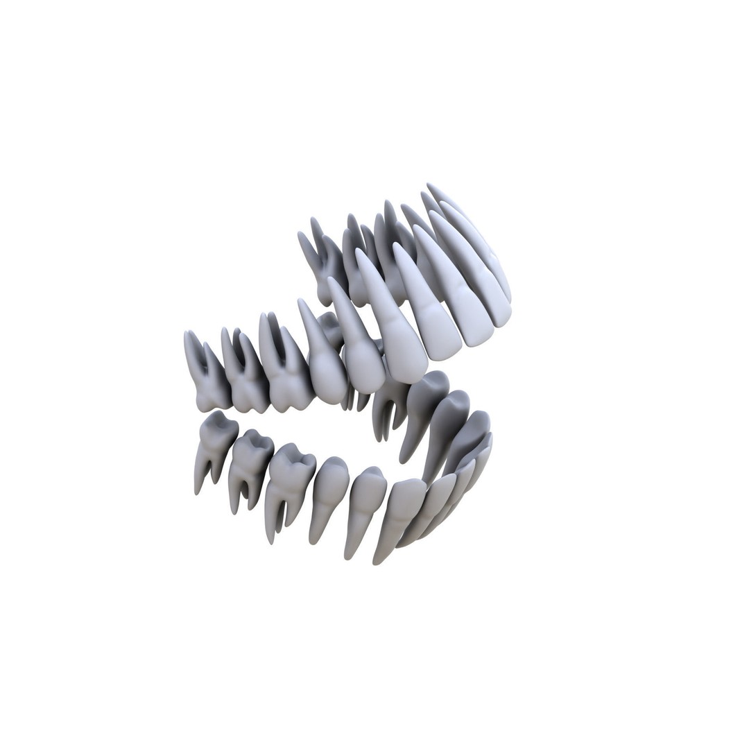 Human Teeth 3D Model – High Poly Realistic Collection, FBX, OBJ, Blender - View 18