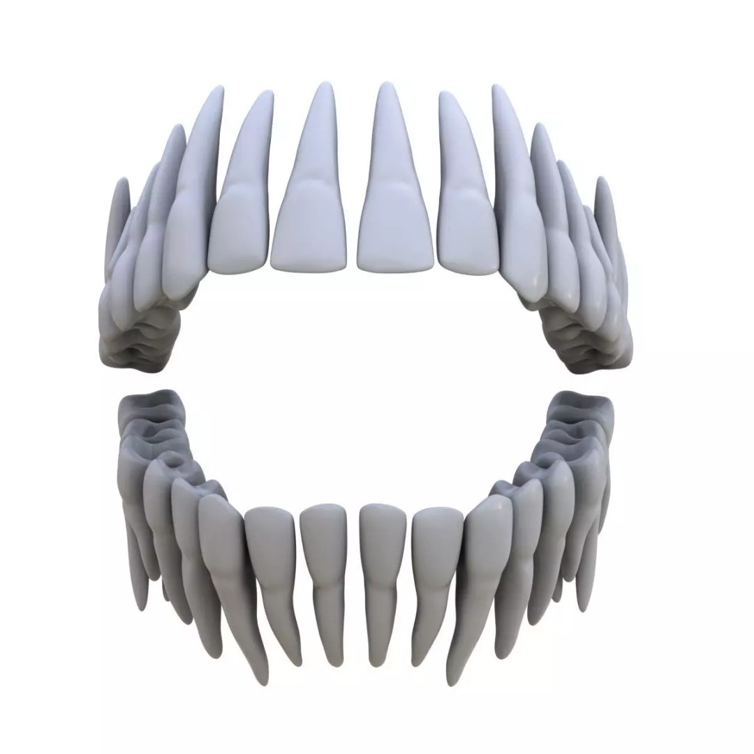 Human Teeth 3D Model – High Poly Realistic Collection, FBX, OBJ, Blender - View 2