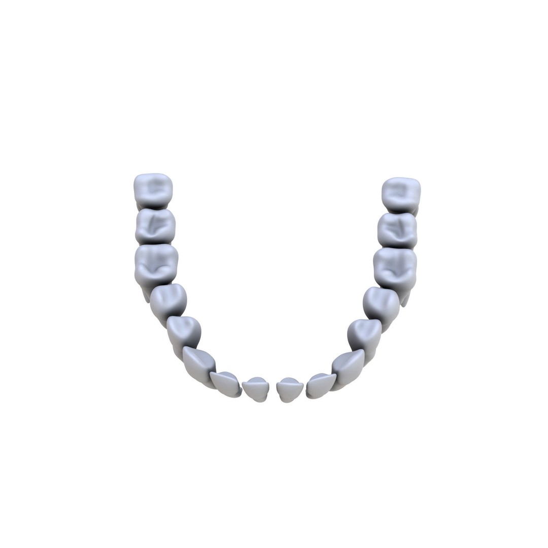 Human Teeth 3D Model – High Poly Realistic Collection, FBX, OBJ, Blender - View 21