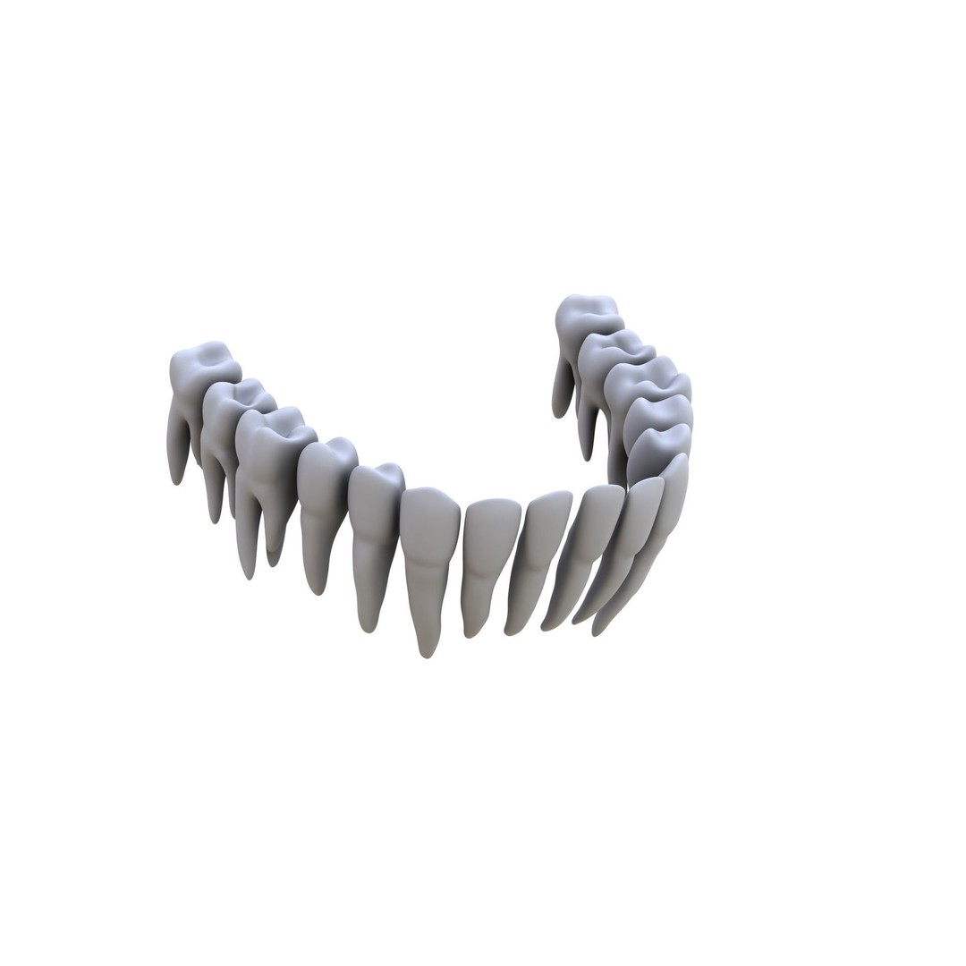 Human Teeth 3D Model – High Poly Realistic Collection, FBX, OBJ, Blender - View 22