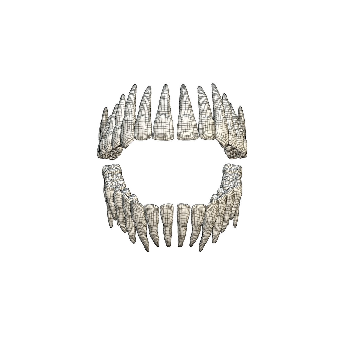 Human Teeth 3D Model – High Poly Realistic Collection, FBX, OBJ, Blender - View 23