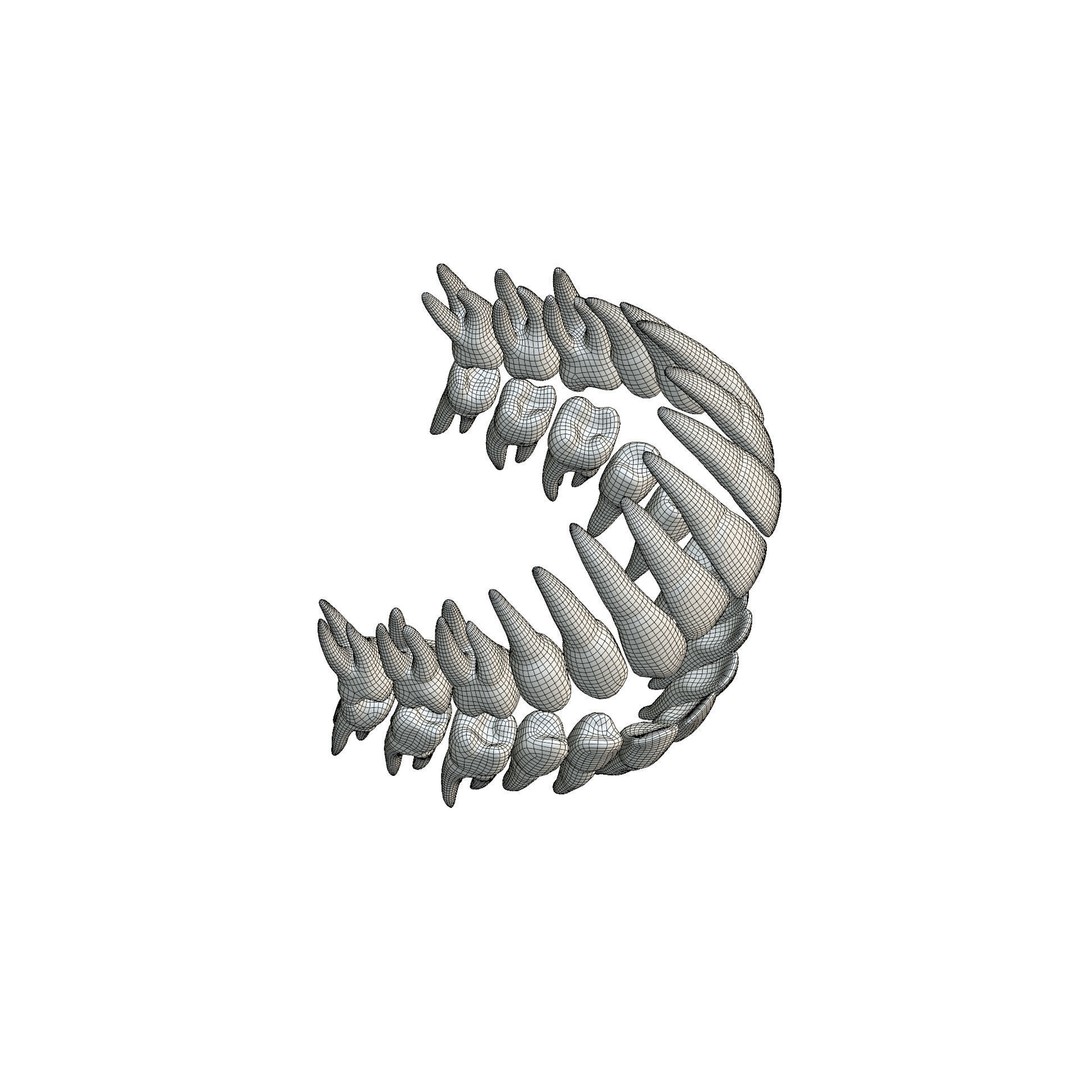 Human Teeth 3D Model – High Poly Realistic Collection, FBX, OBJ, Blender - View 24