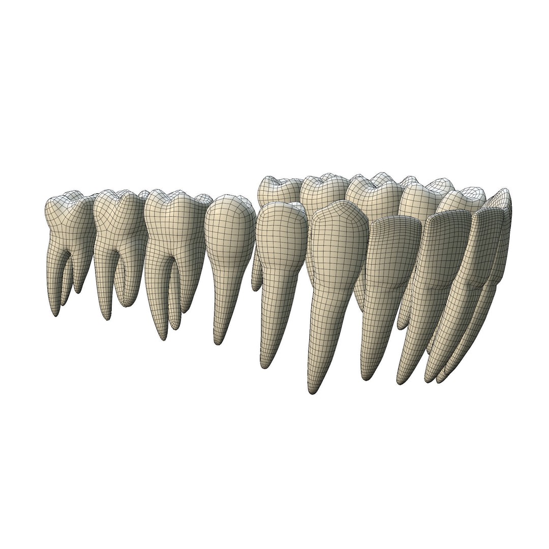 Human Teeth 3D Model – High Poly Realistic Collection, FBX, OBJ, Blender - View 25
