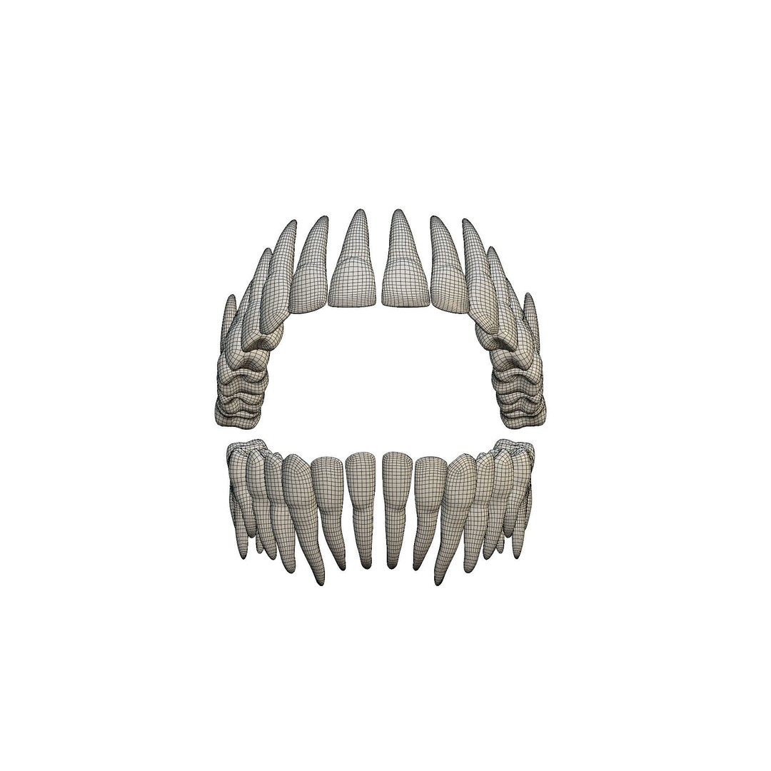 Human Teeth 3D Model – High Poly Realistic Collection, FBX, OBJ, Blender - View 26