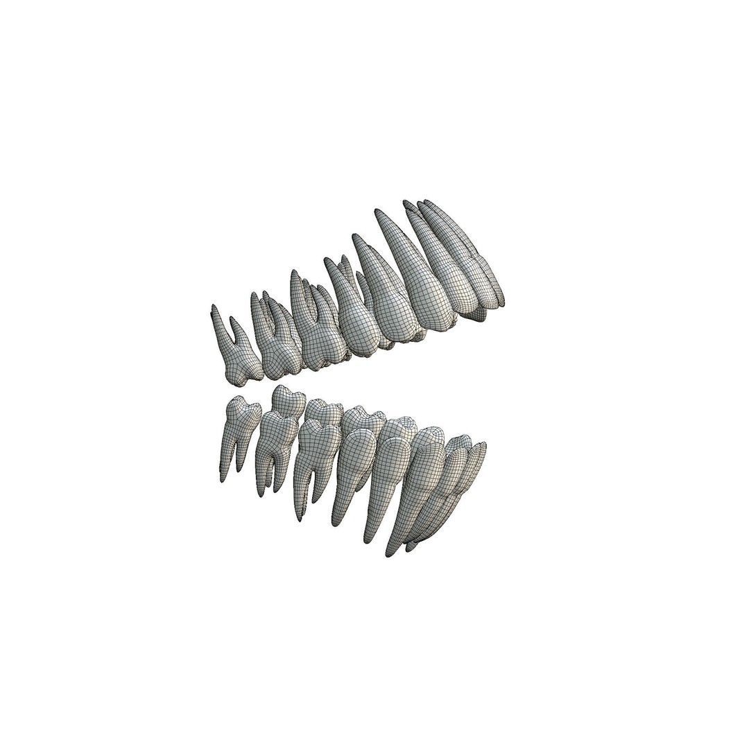 Human Teeth 3D Model – High Poly Realistic Collection, FBX, OBJ, Blender - View 27