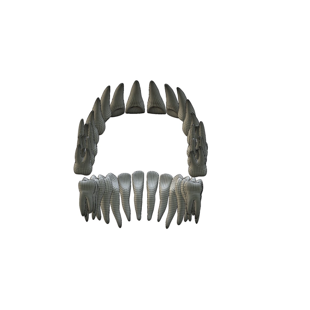 Human Teeth 3D Model – High Poly Realistic Collection, FBX, OBJ, Blender - View 28