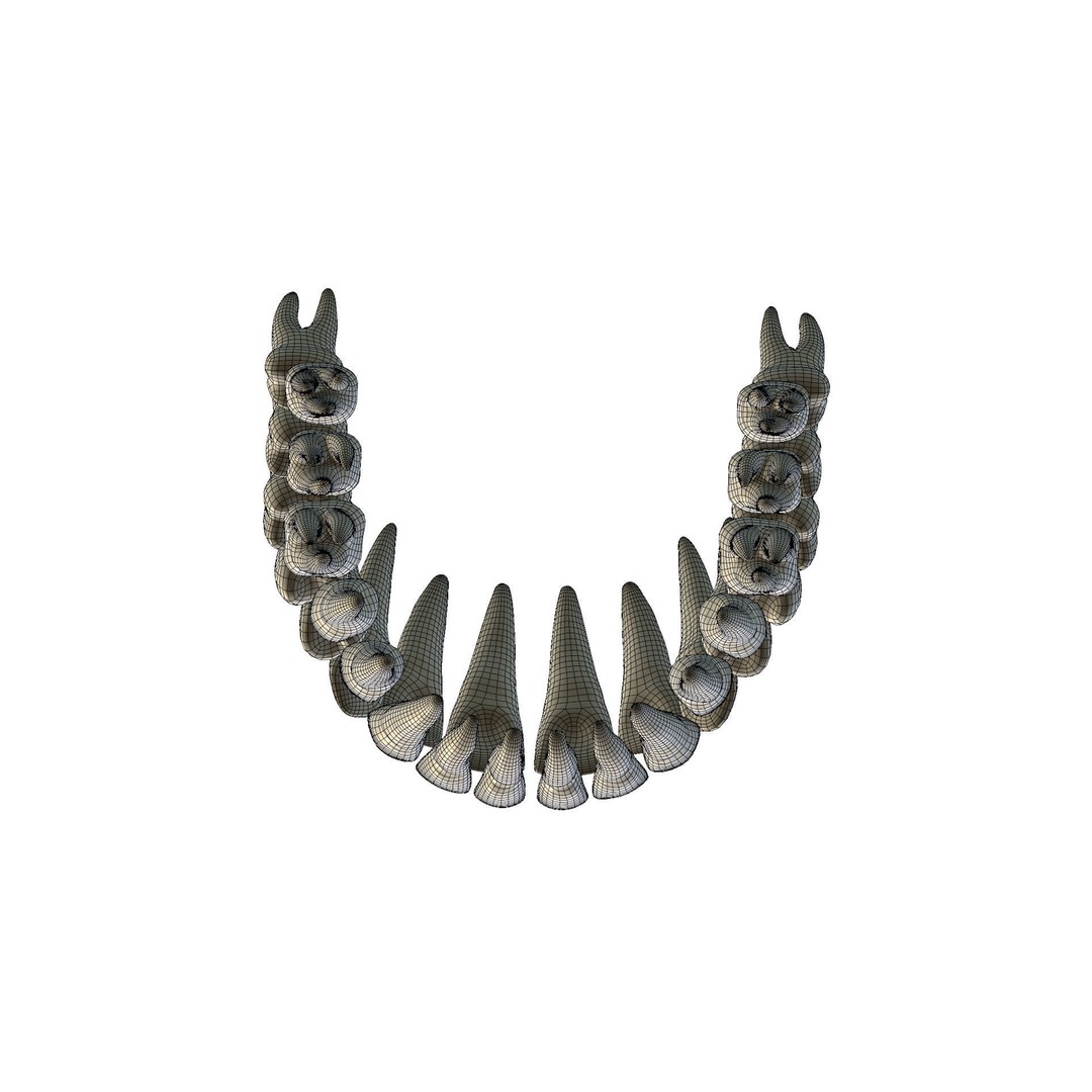 Human Teeth 3D Model – High Poly Realistic Collection, FBX, OBJ, Blender - View 29