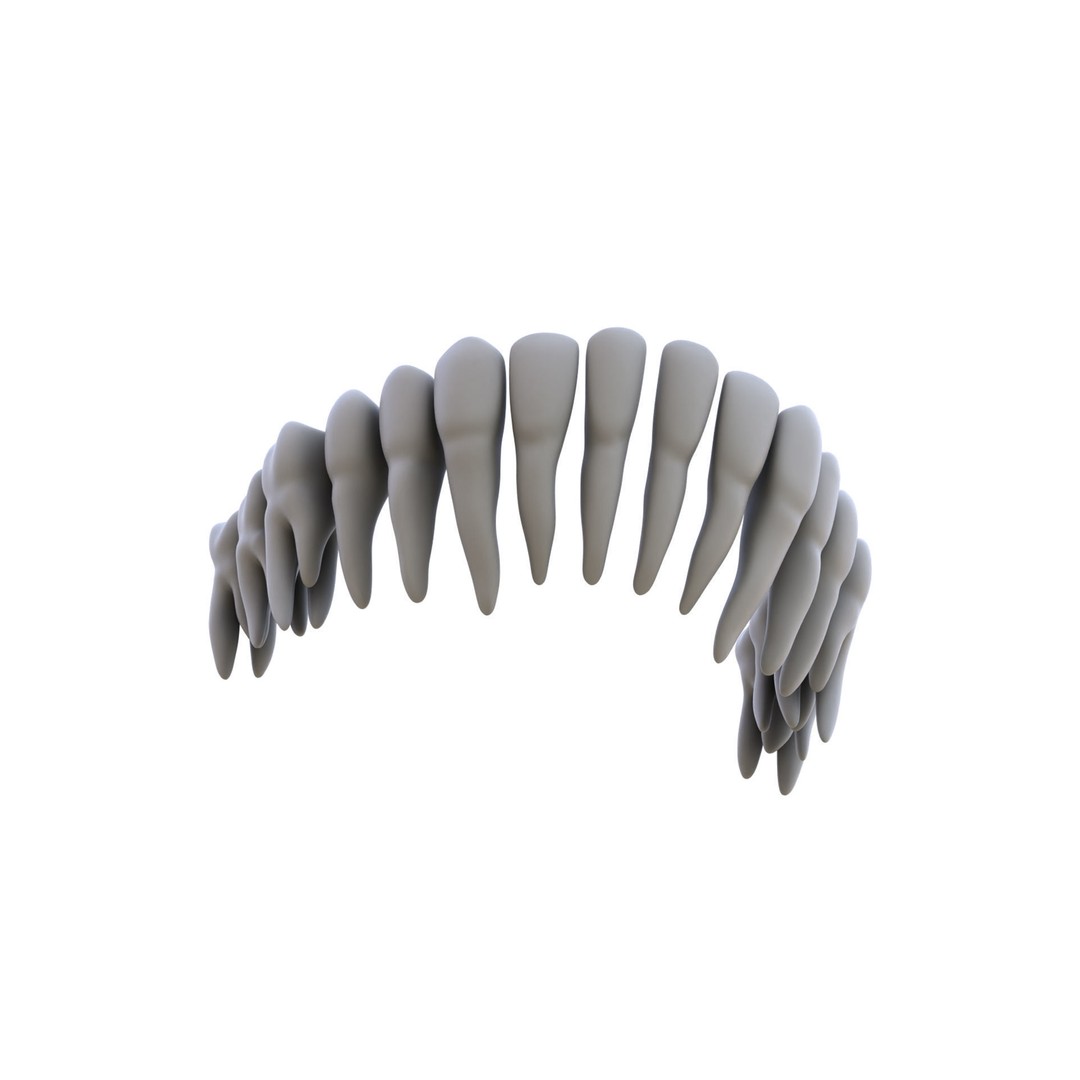 Human Teeth 3D Model – High Poly Realistic Collection, FBX, OBJ, Blender - View 3