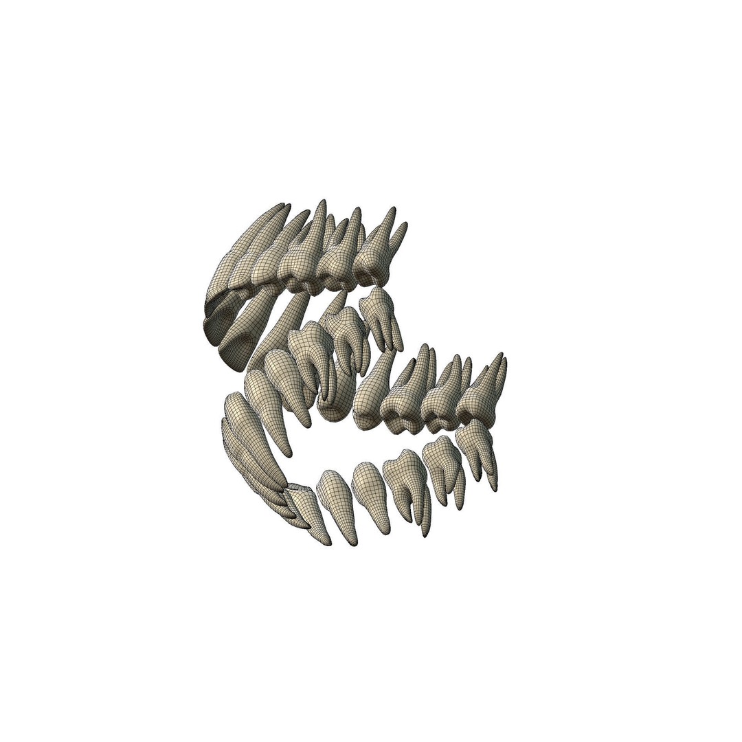 Human Teeth 3D Model – High Poly Realistic Collection, FBX, OBJ, Blender - View 30