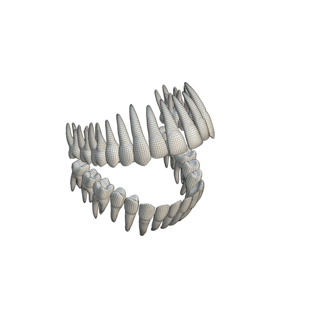 Human Teeth 3D Model – High Poly Realistic Collection, FBX, OBJ, Blender - View 31