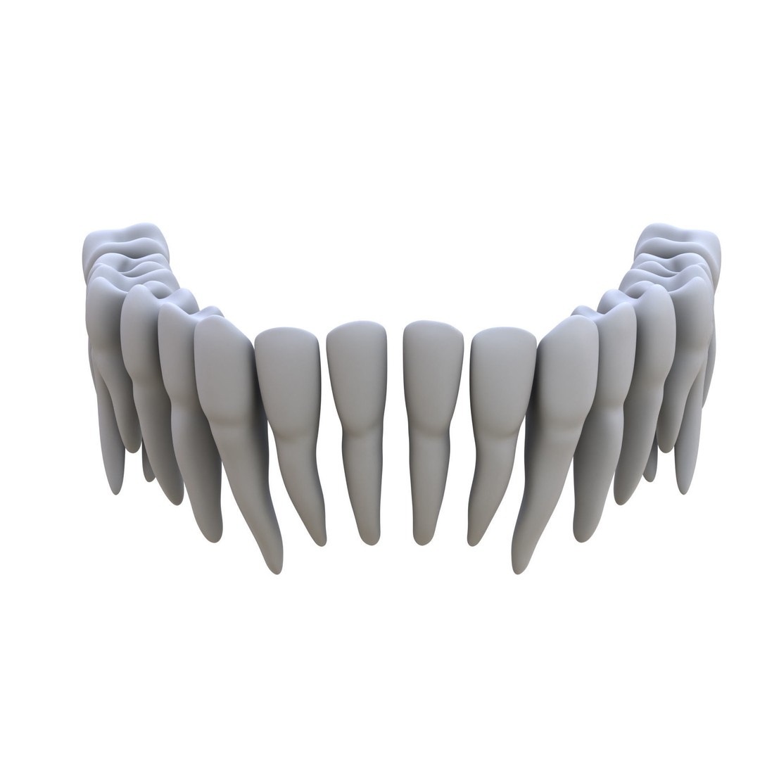 Human Teeth 3D Model – High Poly Realistic Collection, FBX, OBJ, Blender - View 4