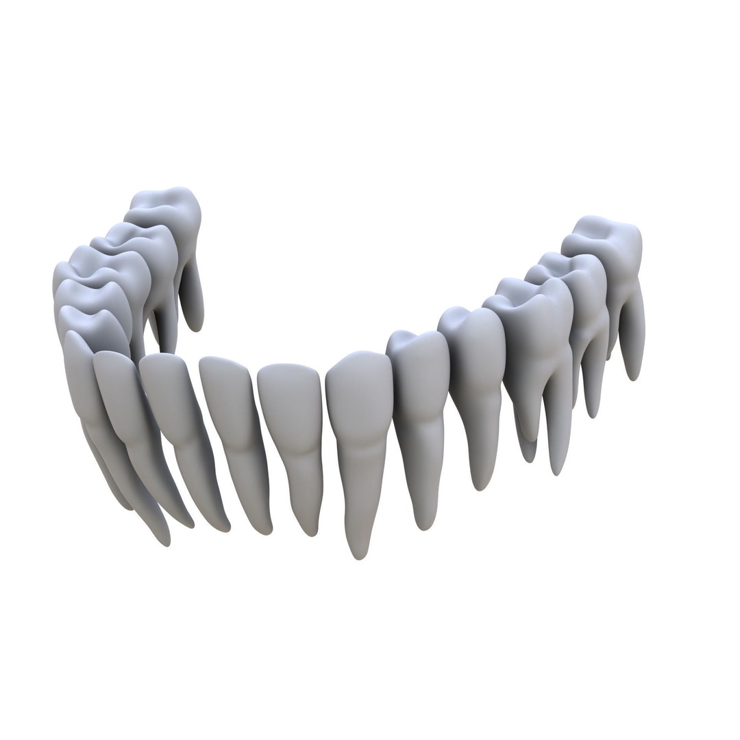 Human Teeth 3D Model – High Poly Realistic Collection, FBX, OBJ, Blender - View 5