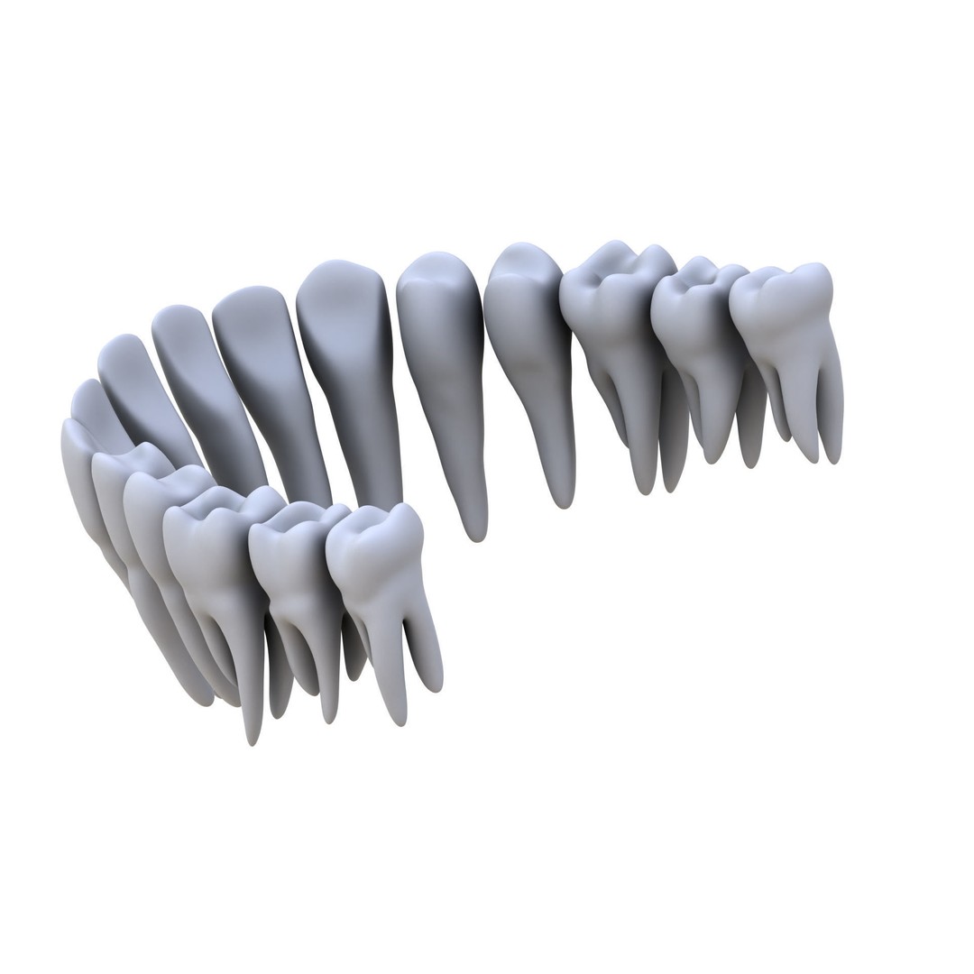 Human Teeth 3D Model – High Poly Realistic Collection, FBX, OBJ, Blender - View 6
