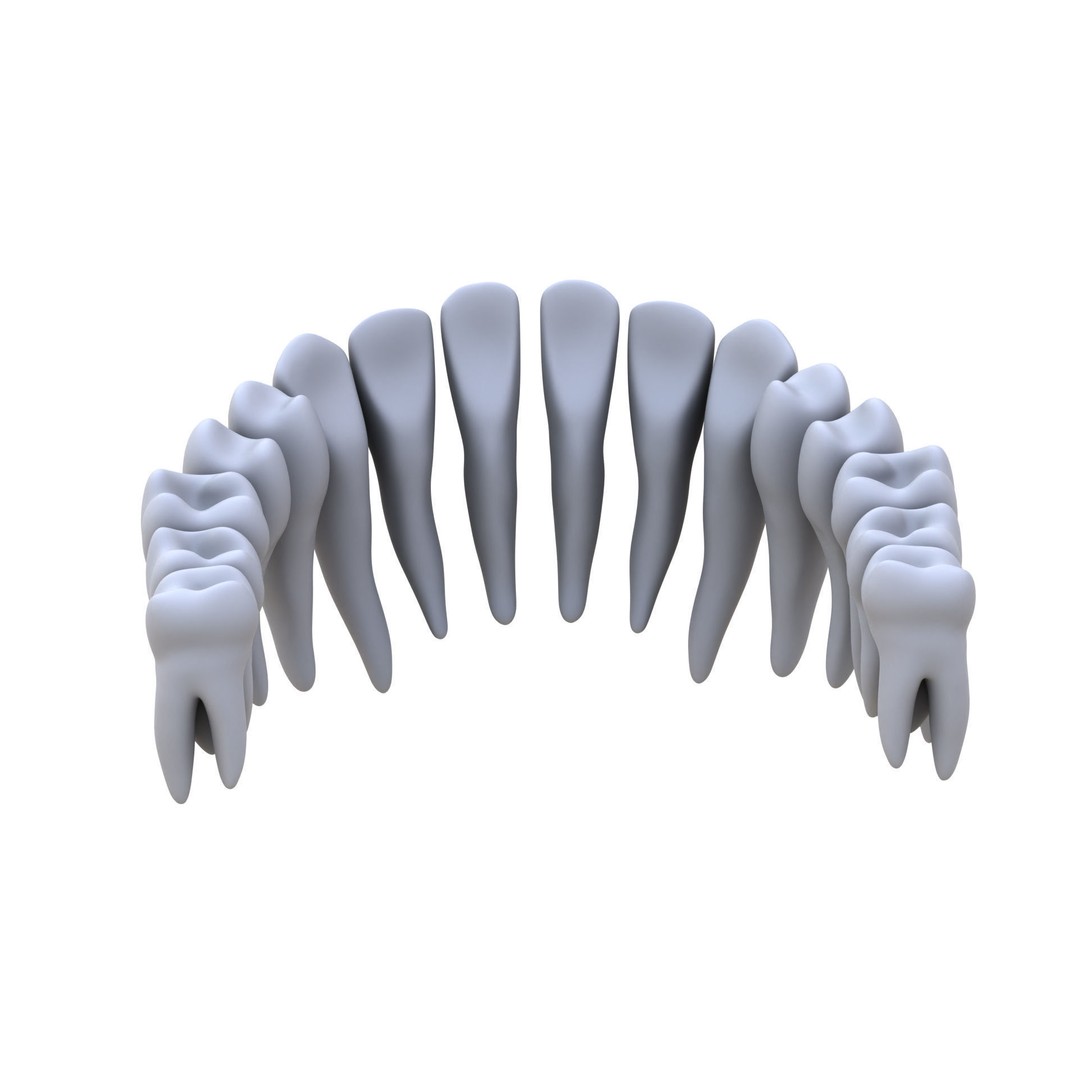Human Teeth 3D Model – High Poly Realistic Collection, FBX, OBJ, Blender - View 7