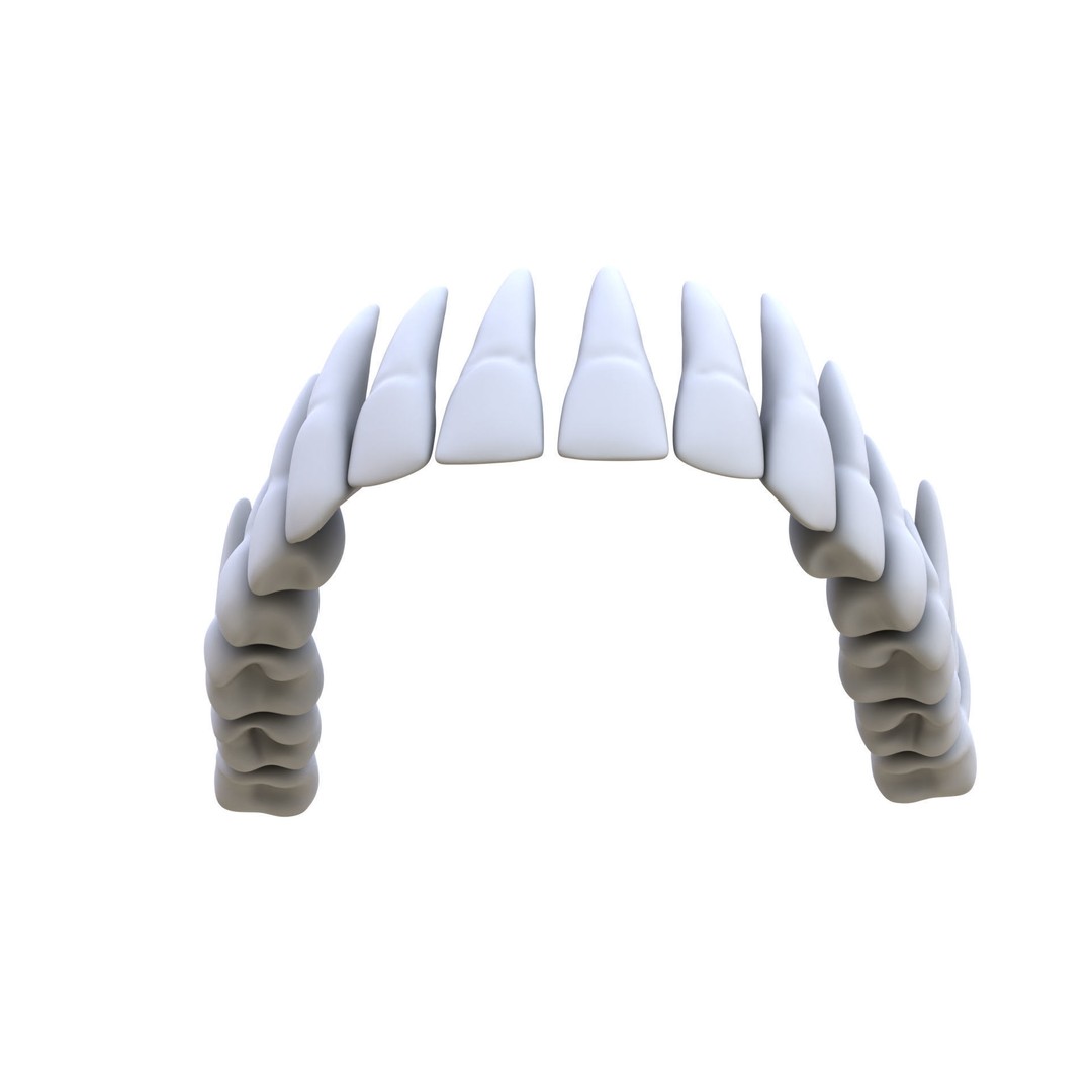 Human Teeth 3D Model – High Poly Realistic Collection, FBX, OBJ, Blender - View 8
